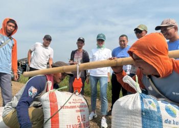 Bulog Jabar Akan Optimalisasi Serapan Gabah Beras Petani Lokal