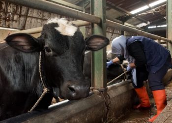 Jangan Panik! Bey Jamin PMK di Jabar Aman Terkendali