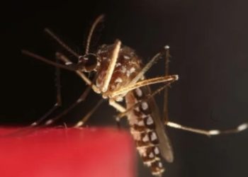Malaria Tanpa Gejala Ternyata Melemahkan Kekebalan Tubuh