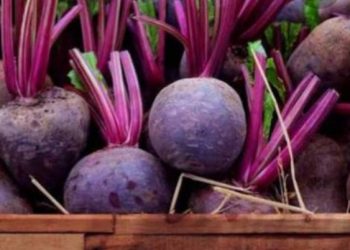 Jus Bit di Perut Kosong, Sehat Tapi Ada Risikonya