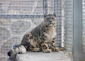 Teknologi Satelit Jadi Senjata Lindungi Macan Tutul