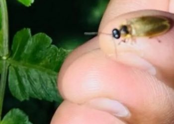 Dua Spesies Kunang-Kunang Ditemukan di Kebun Raya Bali, Bioindikator Lingkungan Alami