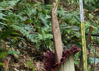 Bunga Bangkai Raksasa Mekar di Kebun Raya Bogor Setelah 12 Tahun