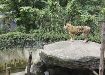 Dua Anak Harimau Tewas, Pemkot Bandung Dinilai Gagal Lindungi Satwa