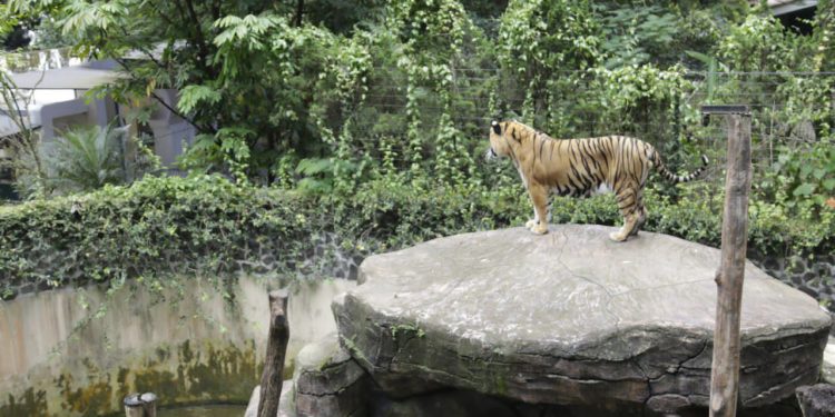 Kematian Hara dan Huru di Bandung Zoo, Pewaris Desak Tata Kelola Transparan